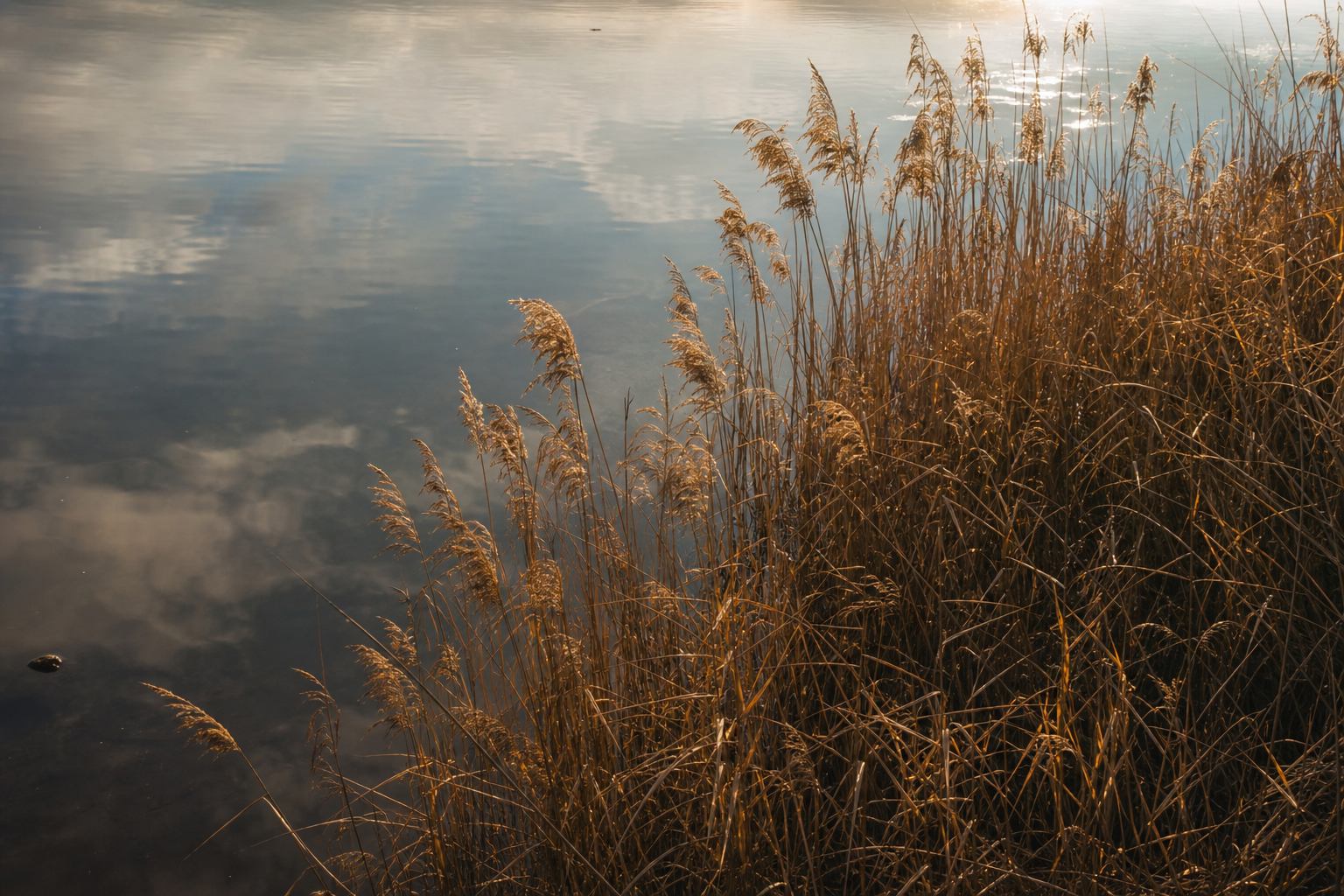Schilf im warmen Abendlicht über ruhigem Wasser